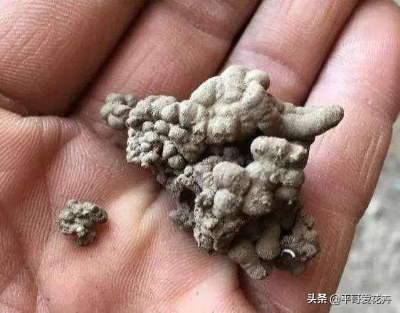 绿萝多久浇一次水比较好，绿萝多久浇水一次（“2种肥水”换着浇）