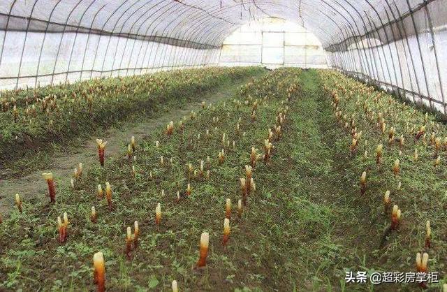 冬虫夏草栽培技术,虫草可以种植出来吗(冬虫夏草的形态特征和栽培技术