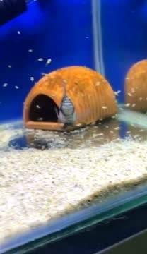 鹦鹉鱼怎么分公母，鸡尾鹦鹉怎么辨别公母（——迷你鹦鹉<宝蓝迷你鹦鹉>）