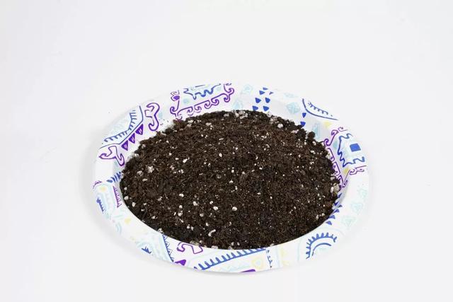 薄荷盆栽怎么弄，薄荷怎么做盆栽（买来的小薄荷盆栽快速长满一盆）