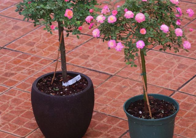 月季几月份开花，月季开花几季（要让月季秋季也开花）