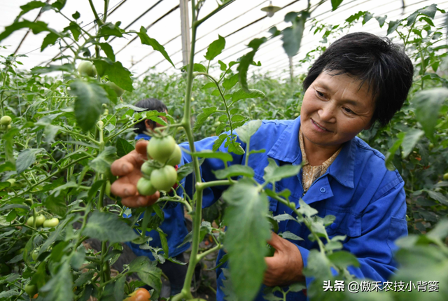 西红柿长在哪里（手把手教你种植高产优质的西红柿）