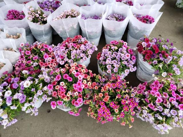 荷花最好看的品种是什么，这花最好看、最好养