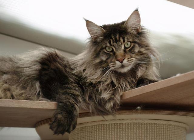 缅因猫怎么样，缅因猫有哪些特点（这6个缺点让人“望而生畏”）