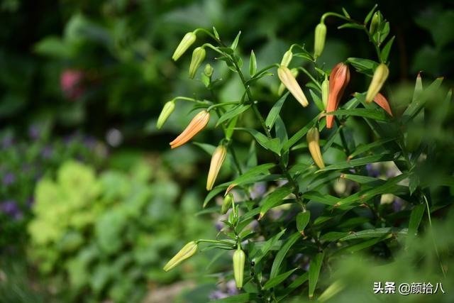 百合几月份开花，百合花什么时候开花（盛开在初夏的橙色花园）