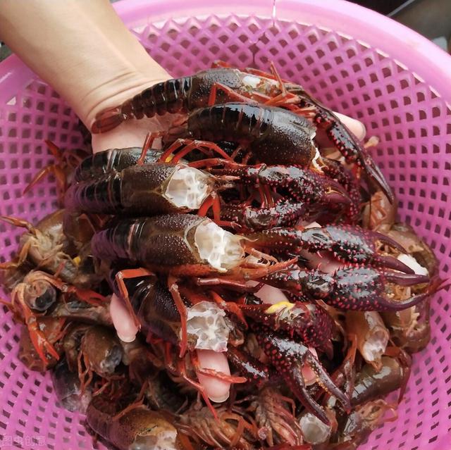 龙虾怎么洗，洗得干净又彻底