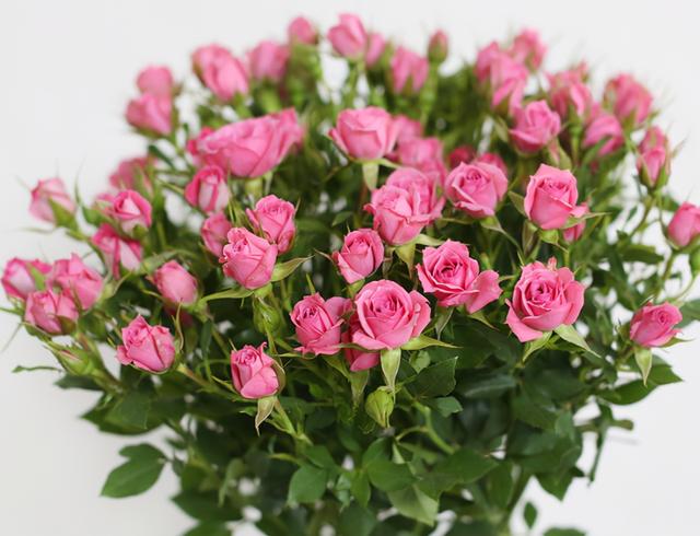 12月是什么星座，12月是什么星座女生（个个生活幸福）