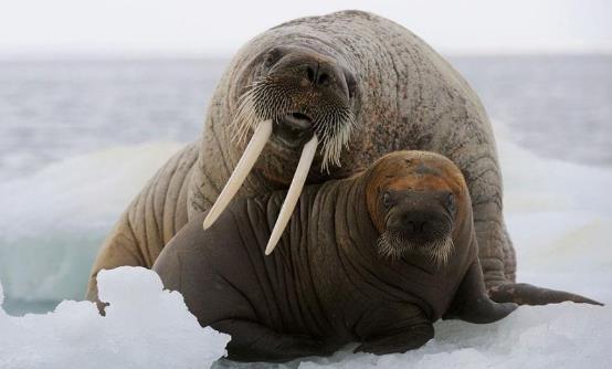 哺乳动物有哪些，世界上哺乳类动物有哪些（哺乳类动物和图片）