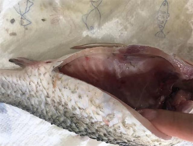 鲫鱼汤怎么做好吃，鲫鱼汤怎么做好吃视频（鲫鱼汤最好喝的做法）