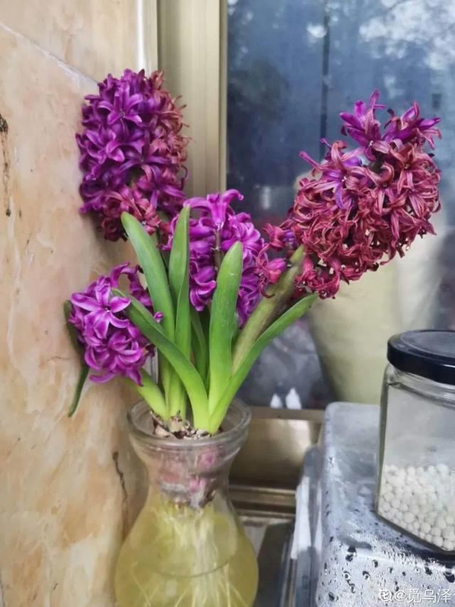 虎刺梅生虫怎么解决，虎刺梅长虫子怎么办（离太近都不好）