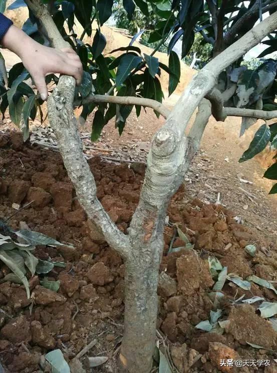 树干为什么常常刷成白色，树干刷白灰起什么作用（果树为啥要涂白）