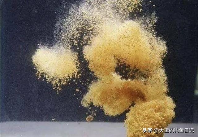 钓鱼基础饵料有哪几种，了解三种常用饵料的优劣势、适用鱼情