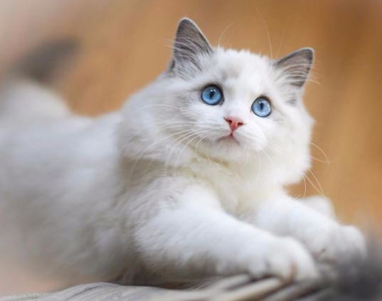 猫咪嘴巴臭怎么办，猫咪嘴巴很臭怎么办（猫咪“口臭熏天”，该如何是好）