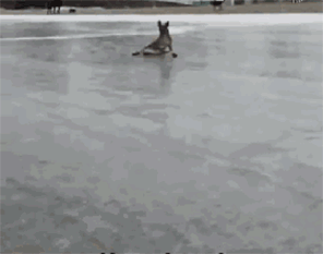 冬天狗在外面能冻死吗，快别说狗不怕冷了