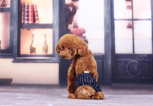 狗狗来月经了该怎么处理，狗狗来月经了怎么办（教你如何平稳度过\