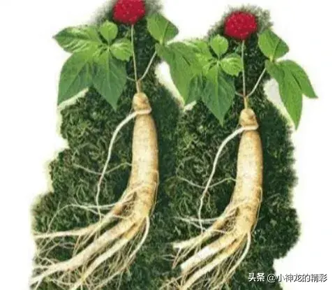 毒蛇为什么守护人参，100000米长的蟒蛇（ 专家给出的解释）