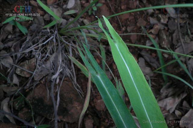 茨菰读音介绍，茨菰怎么读（中药材茨菇草）