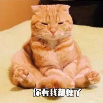 猫咪不吃猫粮什么原因，猫不吃猫粮有几种情况（猫咪突然不爱吃猫粮了是什么原因）