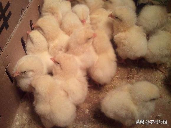 怎样饲养小鸡，怎样饲养小鸡的方法（小鸡怎么喂养好）