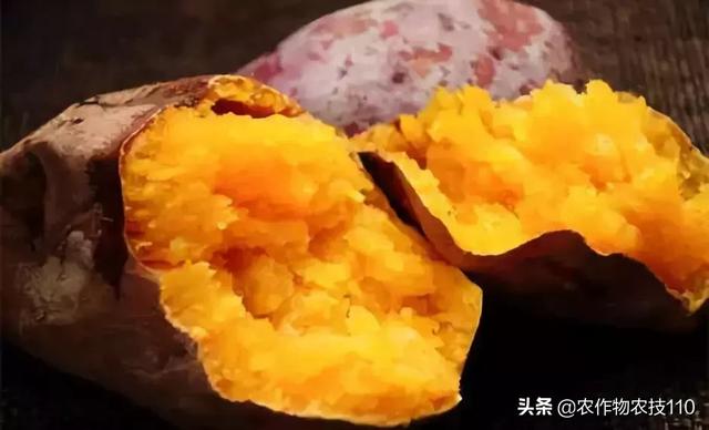 蔬菜名称大全和图片，所有蔬菜种类（这些五花八门的蔬菜名字）