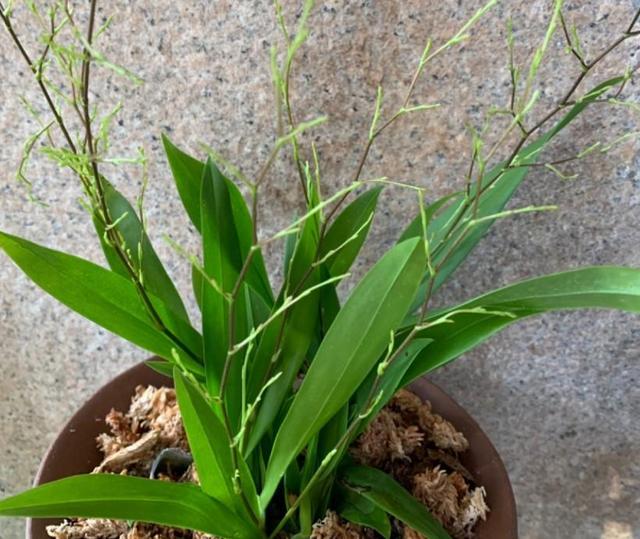好养的室内植物文心兰，家里养盆文心兰