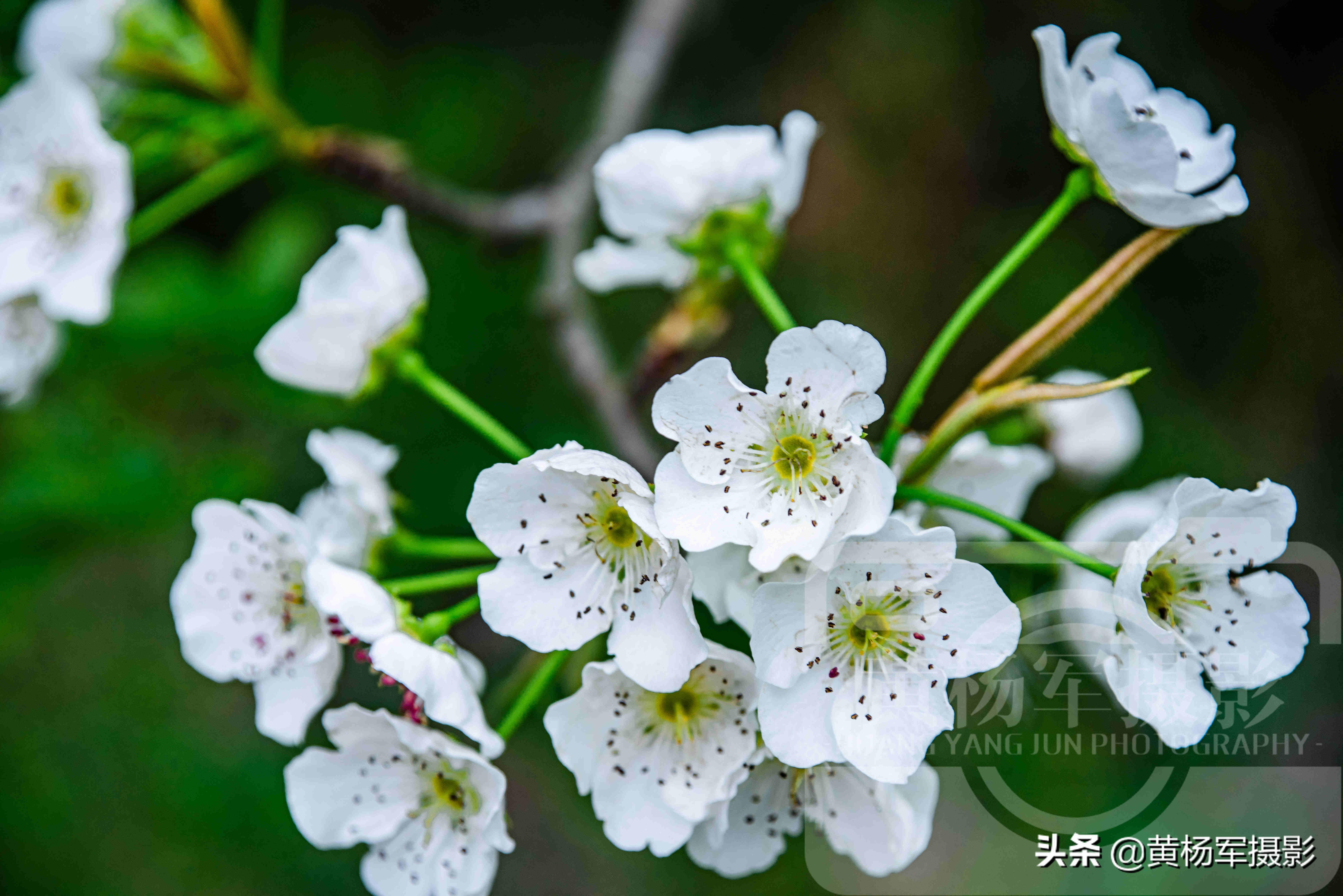 梨花是什么颜色(梨花开的花是什么颜色)插图(1)