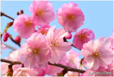 中国樱花有几个品种，中国樱花树品种（这81种樱花）