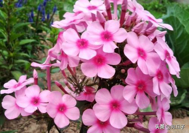 三月是桃月六月是什么月，三月是桃月六月是什么月份（每个月还有不同称呼）