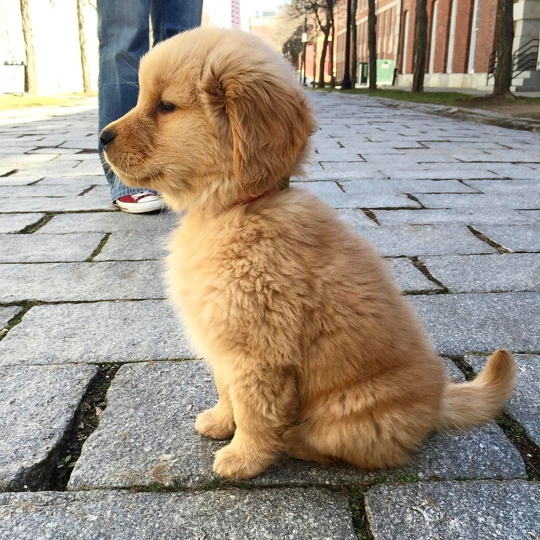 什么狗智商最高(智商高的狗狗排名前十)