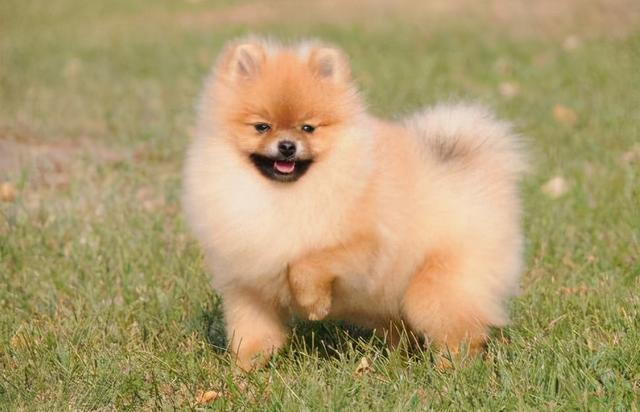 狗一般能活多久，狗能活多久（7种常见狗狗的“寿命榜”）