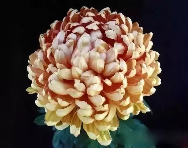 世界最美菊花80种太美了，金秋十月赏菊花——世界最美菊花80种送给您