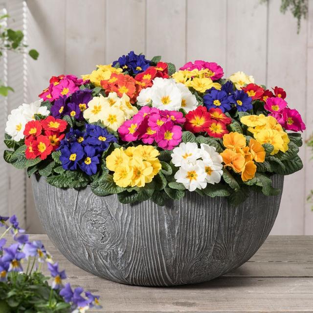 春天的植物有哪些，春天常见的植物（“24种”适合冬天种植的花草）