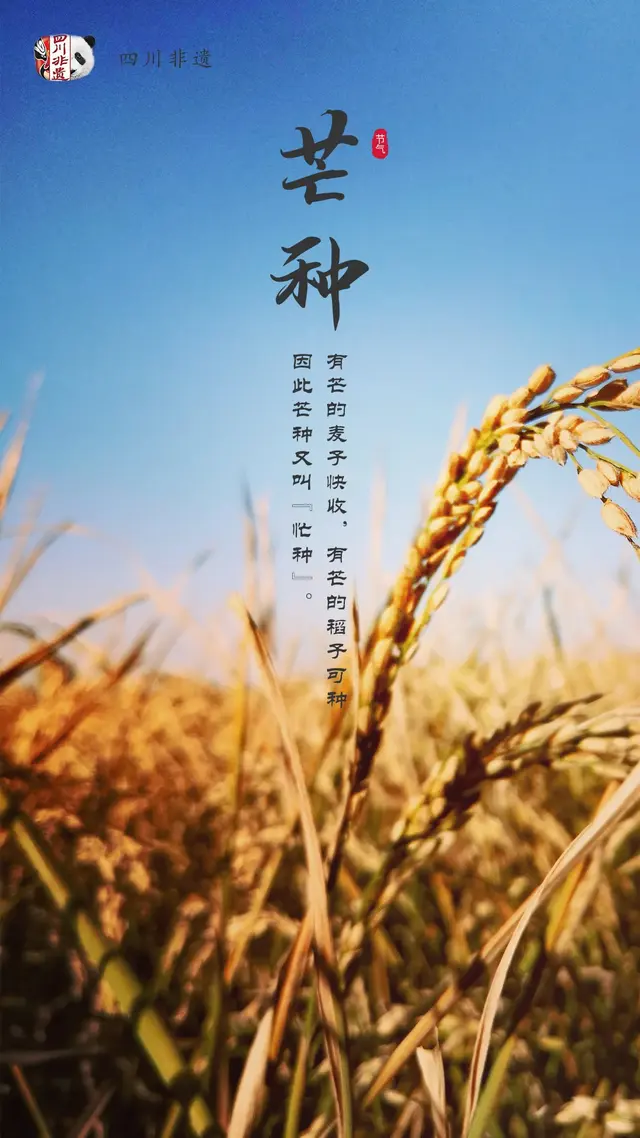 梅子什么时候成熟，梅子是什么季节的水果（芒种：栀子花开，麦黄梅熟）