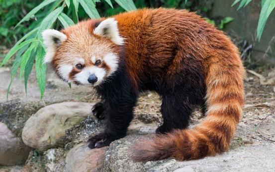 哺乳动物有哪些，世界上哺乳类动物有哪些（哺乳类动物和图片）