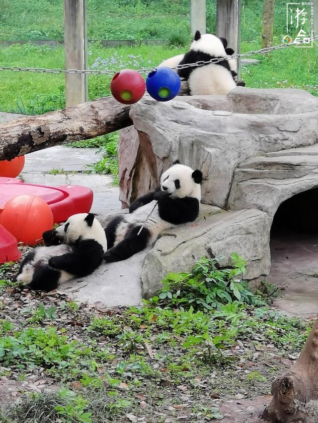 八达岭野生动物园攻略，八达岭野生动物世界景点介绍（北京八达岭野生动物园）
