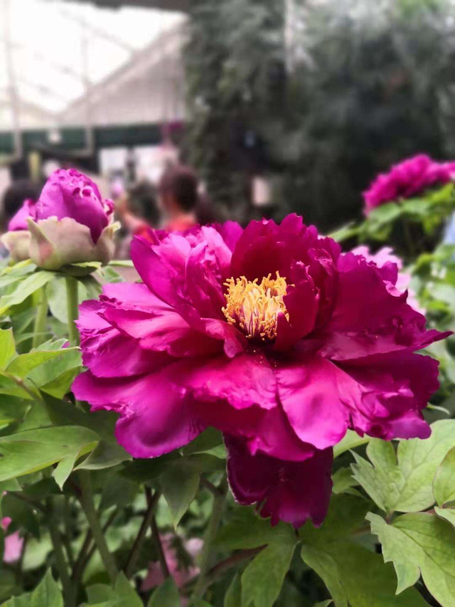 家用智能垃圾桶，垃圾桶边多了不少花（智能垃圾桶怎么用）