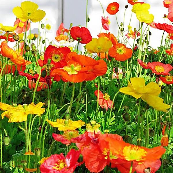 因素花（罂粟花栽培，种植罂粟花是什么行为（浪漫山野的野罂粟花）