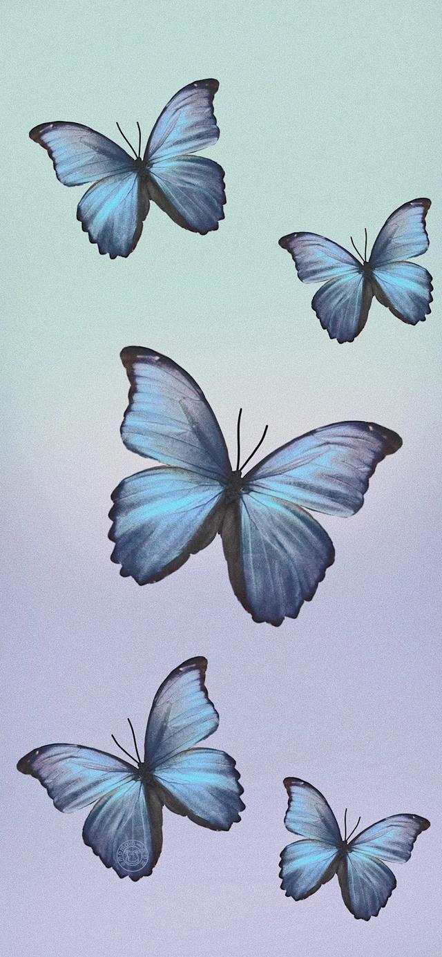 唯美有蝴蝶，微信头像，唯美有蝴蝶（超级惊艳靓丽的蝴蝶来了第二波）