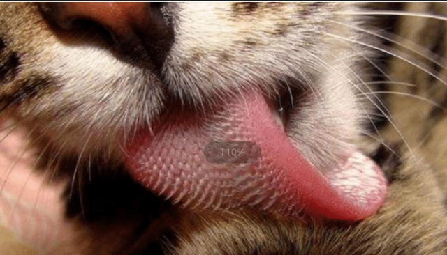 老虎的舌头上是不是有刺,老虎的舌头上有刺吗(百兽之王果真名不虚传)