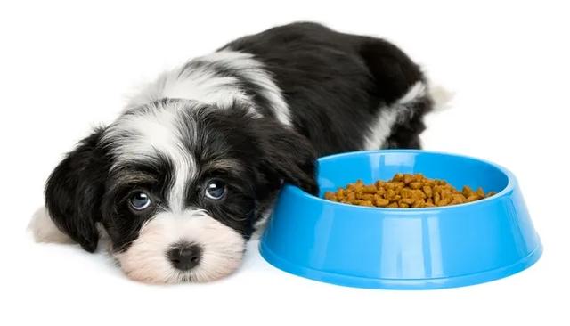 狗狗食欲不好是什么原因，狗狗食欲不振是什么原因（狗狗食欲不振、不爱吃饭）