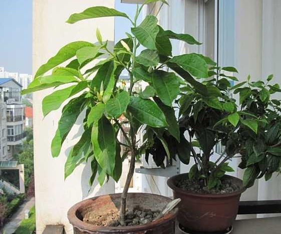 白兰花怎么养，白兰花怎么养