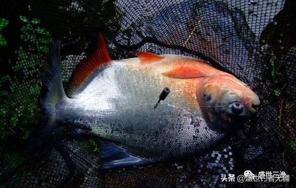 凶猛白鲳鱼实拍：锋利牙齿难钓获，挑战钓鱼高手极限的淡水掠食者