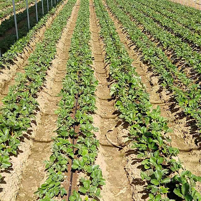 甜宝草莓苗市场行情分析，甜宝草莓亩产量一般多少斤（假植带土甜宝草莓怎么样）