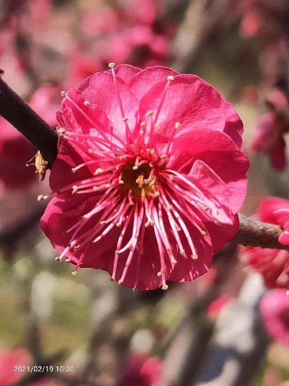 春夏秋冬花的代表，春夏秋冬花的代表简笔画（每一种都超有气质）