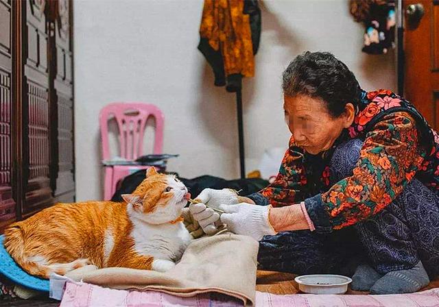 老鼠和猫为什么是天敌，为什么老鼠跟猫是天敌（猫咪不吃老鼠只因生活环境改变了）