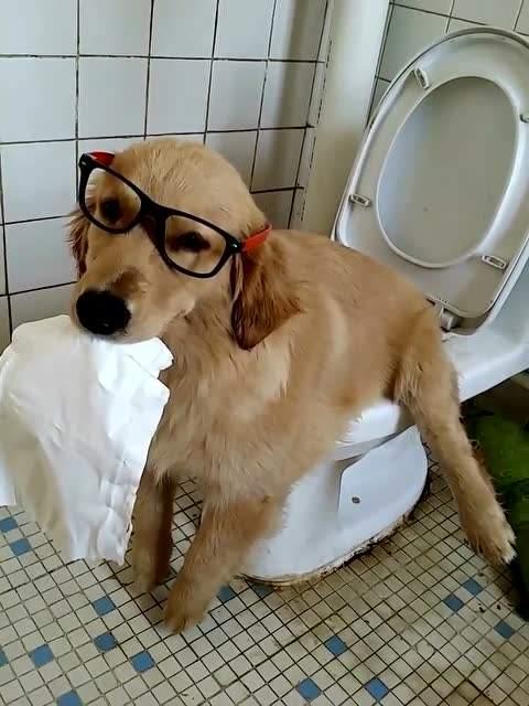 狗狗乱拉便便怎么办，小狗乱拉屎怎么办（狗狗在家里乱拉便便）