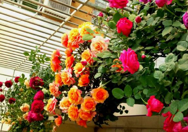 月季花生白粉病怎么办，月季花白粉病如何处理（月季得了白粉病）