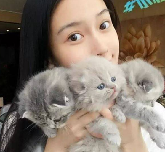 苏格兰折耳猫图片，折耳猫有什么品种（让很多人都不敢养）