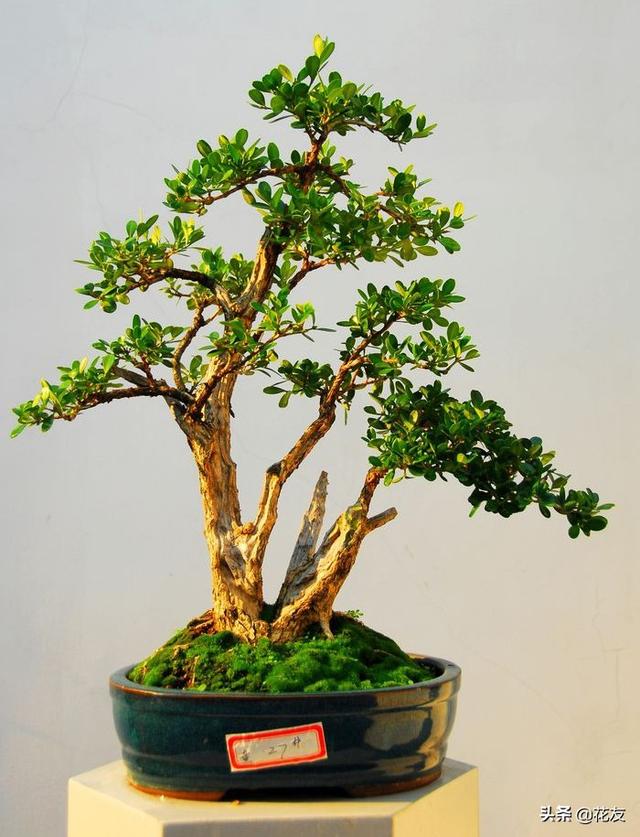 黄杨科,小叶黄杨盆景造型和养护(黄杨科黄杨属)