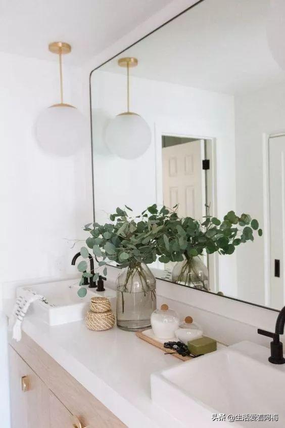 霸王芋，卫生间潮湿、发霉、不通风（霸王芋的养殖方法和注意事项）